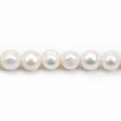 Perle coltivate d'acqua dolce, bianche, ovali/regolari, 12-13 mm x 40 cm