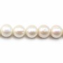 Perles de culture d'eau douce, blanche, ronde, 12-14mm x 40cm AA