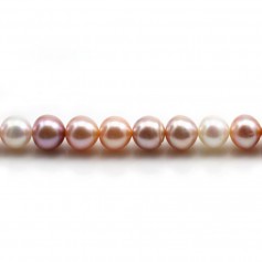 Perle coltivate d'acqua dolce, multicolori, rotonde, 8-8,5 mm x 40 cm