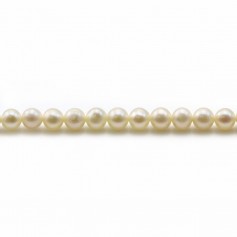 Perle coltivate d'acqua dolce, bianche, rotonde, 4 mm x 40 cm