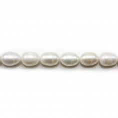 Perle coltivate d'acqua dolce, bianche, oliva, 10-11 mm x 37 cm