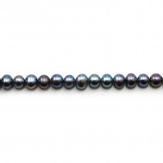 Perles de culture d'eau douce, bleue foncée, ovale, 6-7mm x 37cm