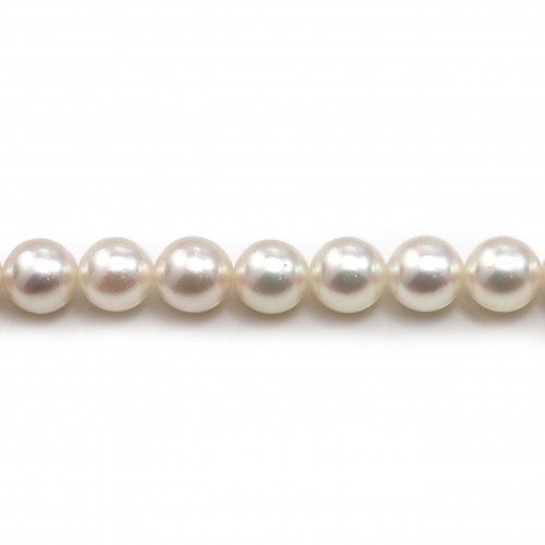 White japonais AKOYA pearl culture round 7-7.5mm X 40cm