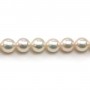 White japonais AKOYA pearl culture round 7-8mm X 40cm