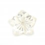 Nacre blanche en fleur de 5 pétales 10mm x 1pc