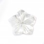 White mother-of-pearl 5 petal flower 8mm x 1pc