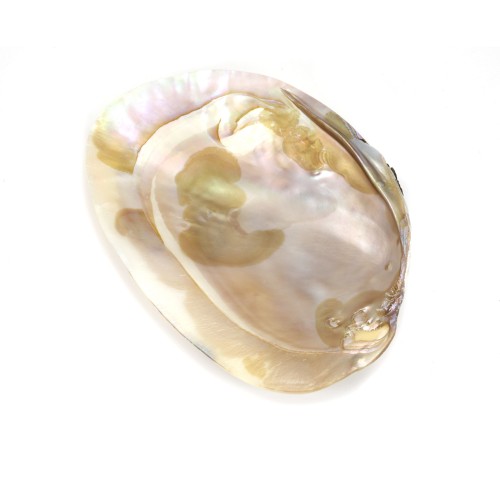 Shell with pearls included