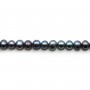 Perlas cultivadas de agua dulce, azul oscuro, ovaladas, 5-6mm x 36cm