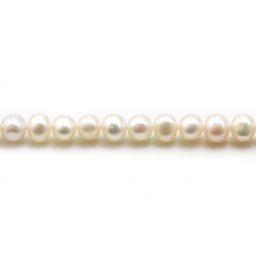 Perles de culture d'eau douce, blanche, semi-ronde, 5-5.5mm x 36cm