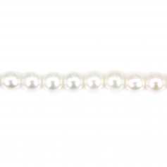 Perla coltivata d'acqua dolce, bianca, rotonda, 4,5 mm, AAA x 39 cm
