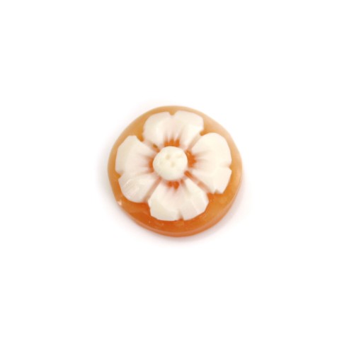 Cabochon Cameo Corniola Conchiglia fiore rotondo 10mm x 1pc