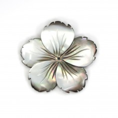 Madrepérola cinzenta em forma de flor de 5 folhas, com 39 mm x 1 unidade